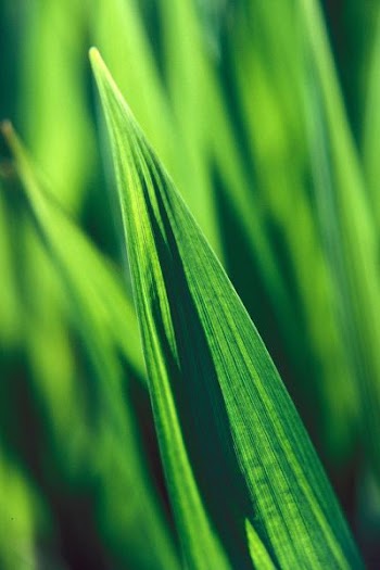 selective focus photo of green leafed plant
