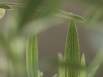 Selective Focus Photo of Green Leaves