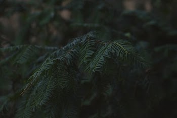 Selective Focus Photo of Green Pine Leaves