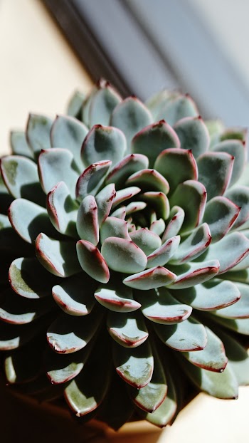 Selective Focus Photo of Green Succulent Plant