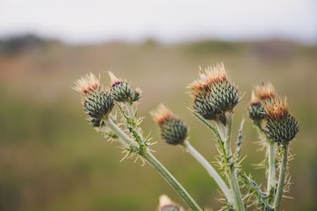 Selective Focus Photo of Green Thistle Buds at Daytime