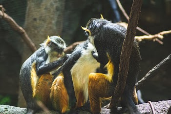 Selective Focus Photo of Group of Primates