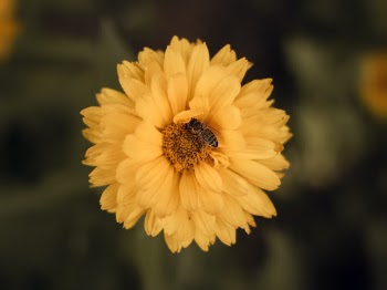 Selective Focus Photo of Honey Bee on Yellow Flower