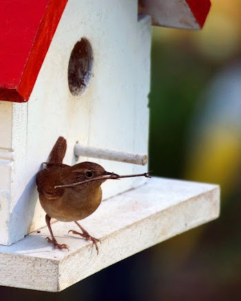 Selective Focus Photo of House Wren Perched on White Birdhouse