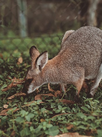 Selective Focus Photo of Kangaroo Eating Grass
