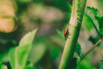 Selective Focus Photo of Ladybird on Green Stem