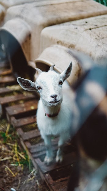 Selective Focus Photo Of Lamb