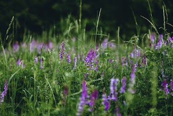 Selective Focus Photo of Lavenders