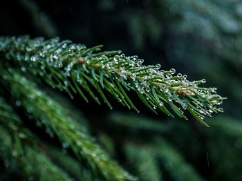 Selective Focus Photo Of Leaf With Water Droplets