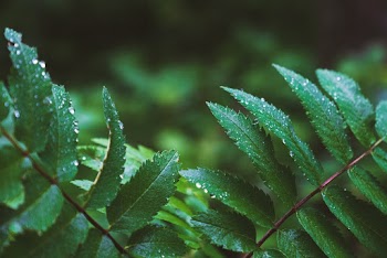 Selective Focus Photo of Leaves
