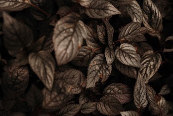 Selective Focus Photo of Leaves