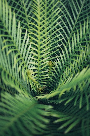 Selective Focus Photo Of Leaves