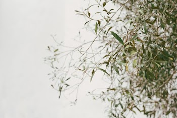 Selective Focus Photo Of Leaves Of A Plant