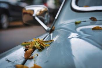 Selective Focus Photo of Leaves on Blue Vehicle