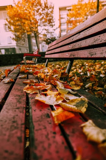 Selective Focus Photo of Maple Leaves