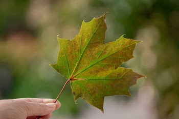 Selective Focus Photo of Person's Hand Holding a  Maple Leaf