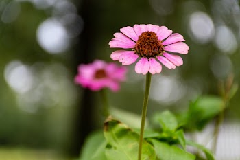 Selective Focus Photo of Pink Coneflower