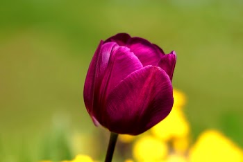 Selective Focus Photo of Pink F
