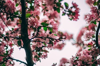 Selective Focus Photo Of Pink Flowering Tree