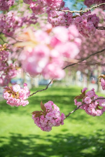 Selective Focus Photo of Pink Flowering Trees