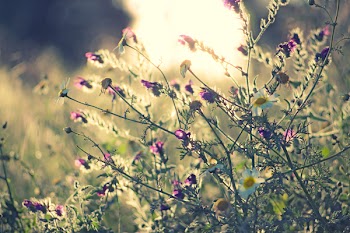 Selective Focus Photo Of Pink Flowers