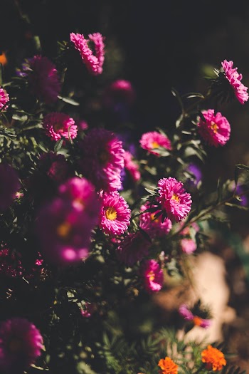 Selective Focus Photo Of Pink Flowers During Daytime