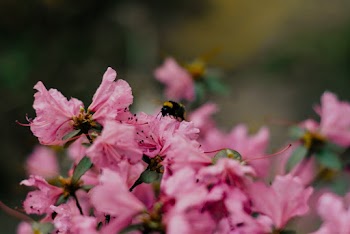 Selective Focus Photo Of Pink Petaled Flower