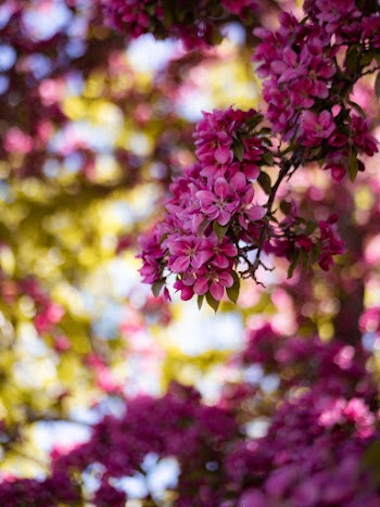 Selective Focus Photo of Pink-Petaled Flowers