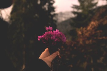 Selective Focus Photo Of Pink Petaled Flowers