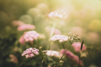 Selective Focus Photo of Pink-petaled Flowers
