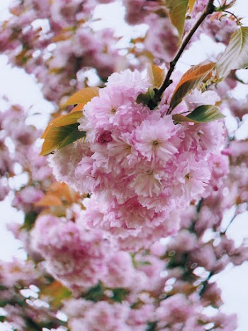 Selective Focus Photo of Pink-petaled Flowers
