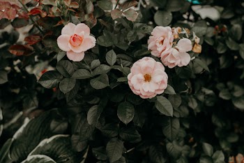 Selective Focus Photo of Pink Rose Flowers