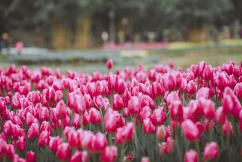 Selective Focus Photo of Pink Tulip Field