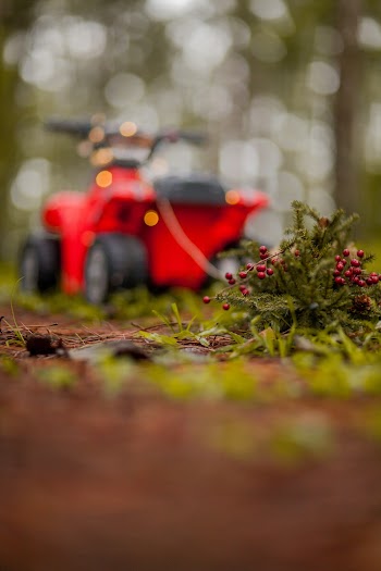Selective Focus Photo of Plant