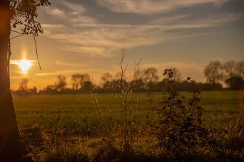 Selective Focus Photo of Plants During Dawn