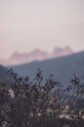 Selective Focus Photo Of Plants During Daytime