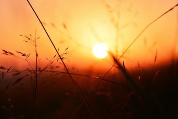 Selective Focus Photo of Plants During Sunset