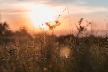 Selective Focus Photo of Plants During Sunset