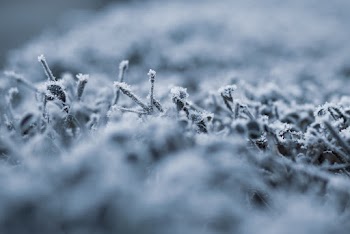 Selective Focus Photo Of Plants In Grayscale