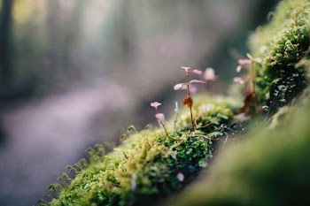 selective focus photo of purple and green grass