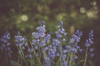 Selective Focus Photo of Purple Bluebell Flower