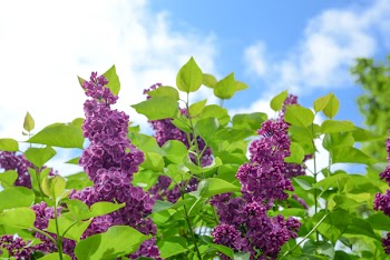Selective Focus Photo of Purple Cluster Flower at Daytime