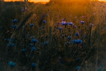 Selective Focus Photo of Purple Flowering Plants