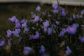 Selective Focus Photo of Purple Petaled Flowers