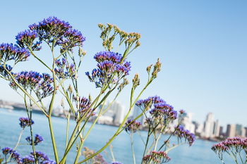 Selective Focus Photo of Purple Petaled Flowers