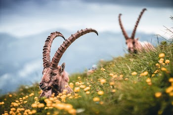 Selective Focus Photo of Rams