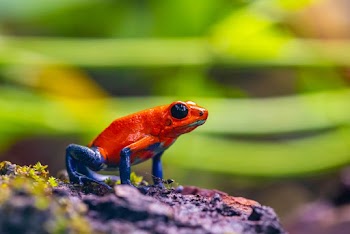 Selective Focus Photo of Red and Blue Frog on Ground