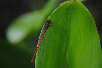 Selective Focus Photo of Red Damselfly on Green Leaf
