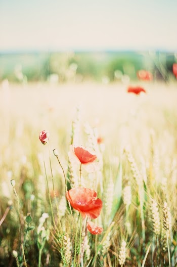 Selective Focus Photo of Red-petaled Flower