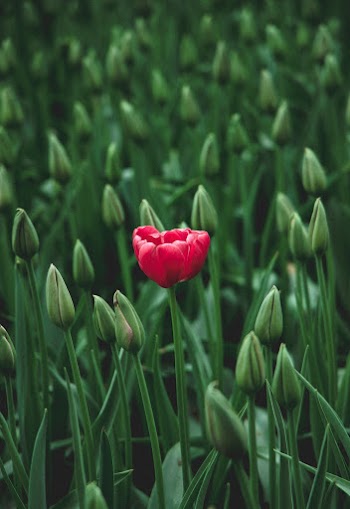 Selective Focus Photo of Red-petaled Flower